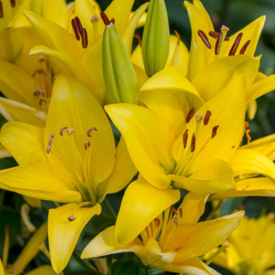 Лилия Йеллоу Каунти Лилия Йеллоу Каунти фото