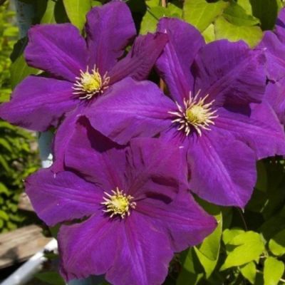 Клематис Лех Качиньский Клематис Лех Качиньский - Dolina-Sad.Ru