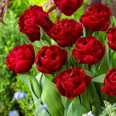 Тюльпан Ред Беби Долл Тюльпан Ред Беби Долл фото