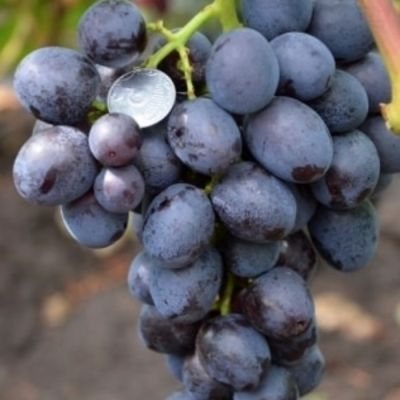 Виноград Подарок Несветая Виноград Подарок Несветая - Dolina-Sad.Ru