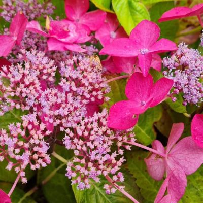 Гортензия крупнолистная Селина - Dolina-Sad.Ru