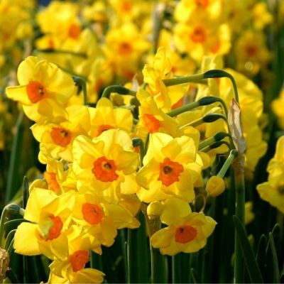 Нарцисс Голден Даун Нарцисс Голден Даун - Dolina-Sad.Ru