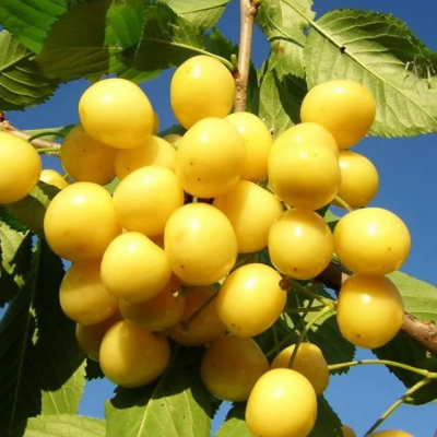 Черешня Дрогана Черешня Дрогана фото