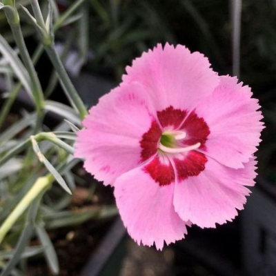 Гвоздика перистая "Дикси Ред Роуз Биколор" Гвоздика перистая "Дикси Ред Роуз Биколор" фото