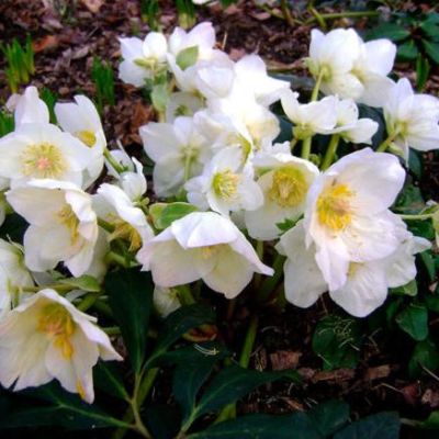 Морозник Вайт Бьюти фото