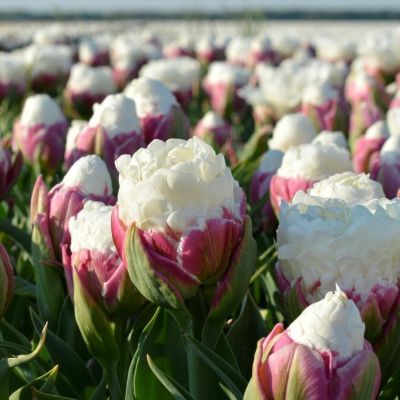 Тюльпан Дабл Полар Тюльпан Дабл Полар фото