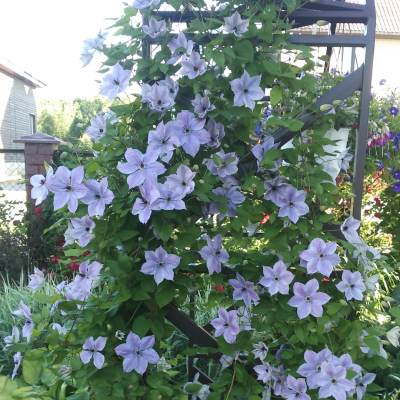Клематис Скайфолл Клематис Скайфолл - Dolina-Sad.Ru