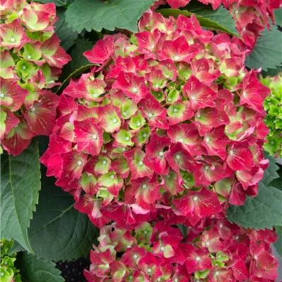 Гортензия крупнолистная Роял Ред Гортензия крупнолистная Роял Ред - Dolina-Sad.Ru