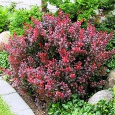 Барбарис тунберга Атропурпурея Нана Барбарис тунберга Атропурпурея Нана фото