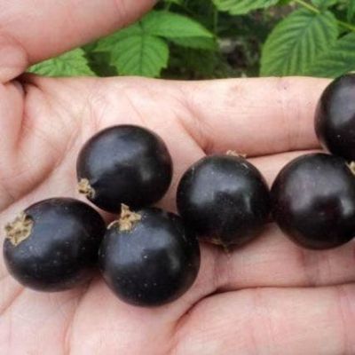 Смородина Черная Добрыня, C3 (2 года) - Dolina-Sad.Ru