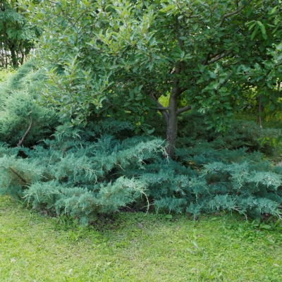 Можжевельник средний Пфитцериана Глаука Можжевельник средний Пфитцериана Глаука фото