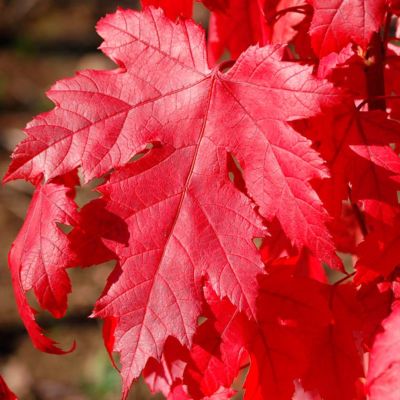 Клен Фримана Отом Блейз Клен Фримана Отом Блейз - Dolina-Sad.Ru