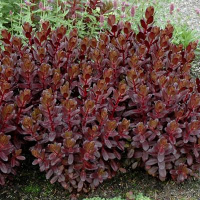 Седум Тачдаун Тик , P9 Седум Тачдаун Тик , P9 фото