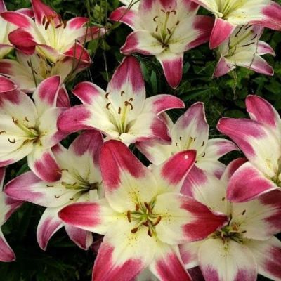 Лилия Лоллипоп Лилия Лоллипоп фото