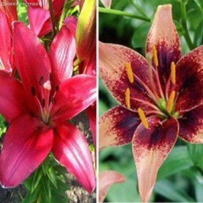 Лилия Фангио + Уистлер фото