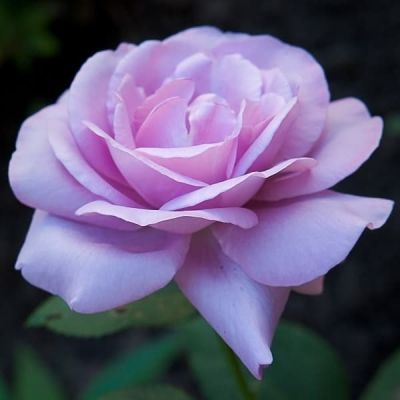 Роза Индиголетта фото