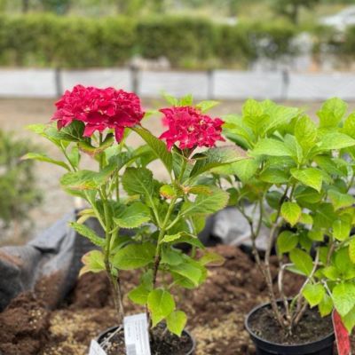 Гортензия крупнолистная Роял Ред Гортензия крупнолистная Роял Ред - Dolina-Sad.Ru