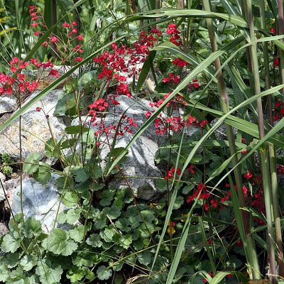 Гейхера кроваво-красная Гейхера кроваво-красная - Dolina-Sad.Ru