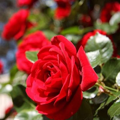 Роза Орфео Роза Орфео - Dolina-Sad.Ru