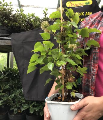 клематис Виола клематис Виола фото