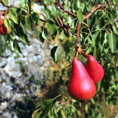 Груша Старкримсон Груша Старкримсон - Dolina-Sad.Ru