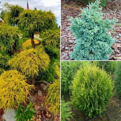 Комплект хвойных растений Для Рокария 1 Комплект хвойных растений Для Рокария 1 - Dolina-Sad.Ru