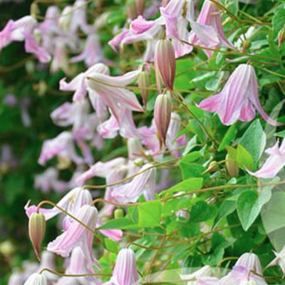 Клематис Фэйри Слиперс Клематис Фэйри Слиперс - Dolina-Sad.Ru