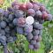 Виноград Рошфор Виноград Рошфор - Dolina-Sad.Ru
