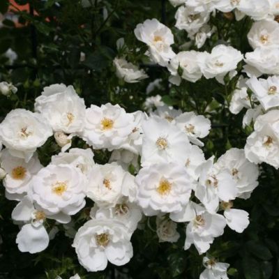 Роза Хэлла Роза Хэлла фото