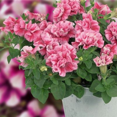 Петуния Свитсаншайн Компат Пинк Ред Вейнс - Dolina-Sad.Ru