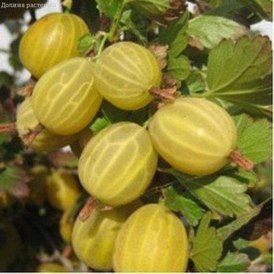 Крыжовник Куршу Дзинтарс, C3 (2 года) - Dolina-Sad.Ru