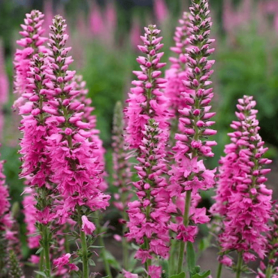 Вероника колосистая Роза Цверг , x фото