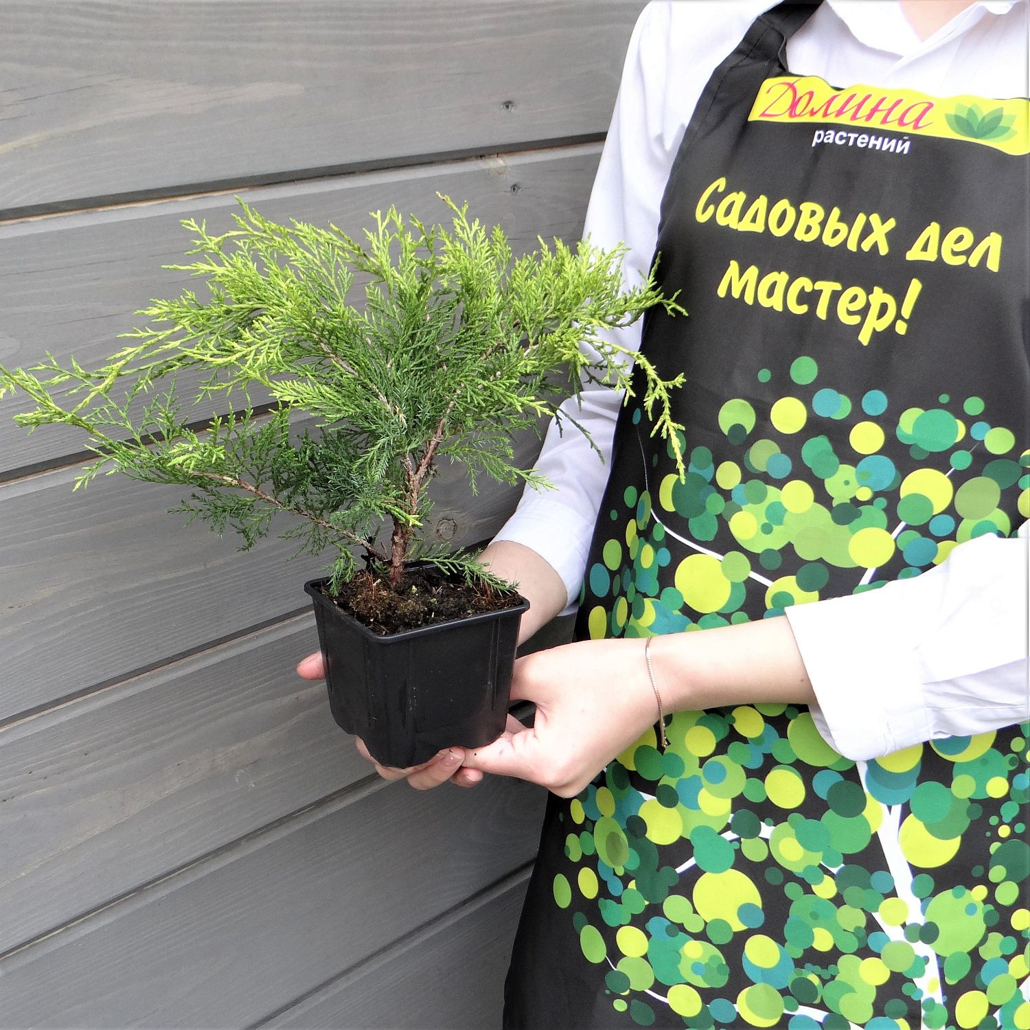 Можжевельник средний Олд Голд Можжевельник средний Олд Голд фото