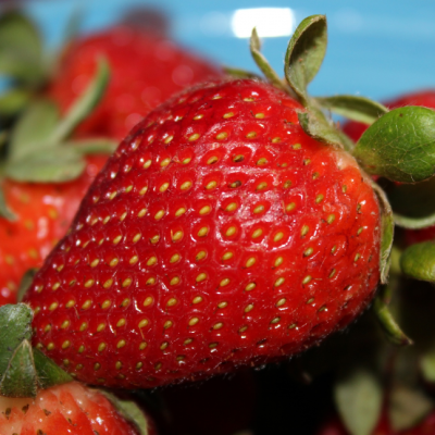 Клубника Корона/Ремонтантная Клубника Корона/Ремонтантная фото