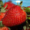 Клубника Корона/Ремонтантная Клубника Корона/Ремонтантная фото