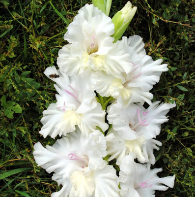 Гладиолус Сноуи Раффл Гладиолус Сноуи Раффл фото