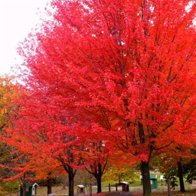 Клен Фримана Отом Блейз Клен Фримана Отом Блейз - Dolina-Sad.Ru