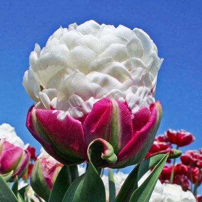 Тюльпан Дабл Полар Тюльпан Дабл Полар фото