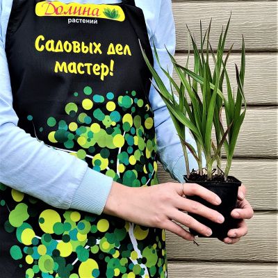 Традесканция Андерсона Кармин Глоу Традесканция Андерсона Кармин Глоу фото