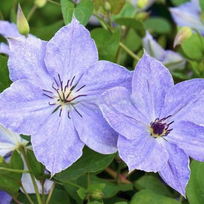 Клематис Скайфолл Клематис Скайфолл - Dolina-Sad.Ru