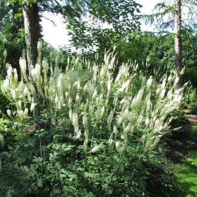 Тысячелистник Триколор Тысячелистник Триколор - Dolina-Sad.Ru