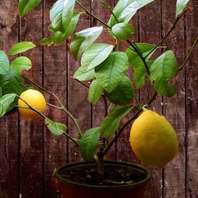 Гибрид Лимон+Апельсин Мейера (С ПЛОДАМИ!) Гибрид Лимон+Апельсин Мейера (С ПЛОДАМИ!) фото