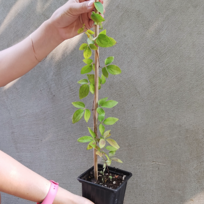 Клематис Кохана Клематис Кохана - Dolina-Sad.Ru