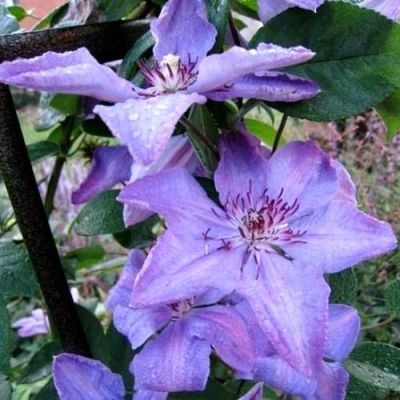 Клематис Министр Клематис Министр фото