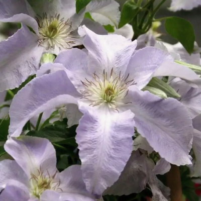 Клематис Лех Валенса, С2 Клематис Лех Валенса, С2 фото