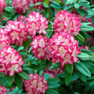 Рододендрон Штернцаубер Рододендрон Штернцаубер фото