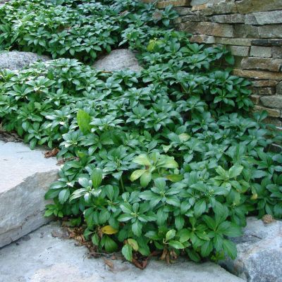 Пахизандра верхушечная Грин Шин - Dolina-Sad.Ru