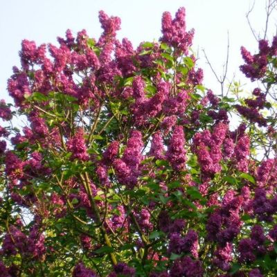 Сирень Знамя Ленина фото