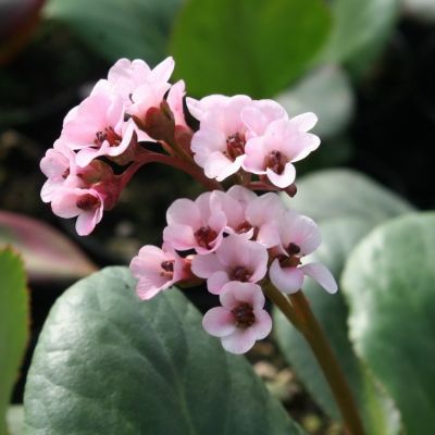 Бадан Бах Бадан Бах - Dolina-Sad.Ru