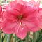Амариллис Пинк Ривал - Dolina-Sad.Ru